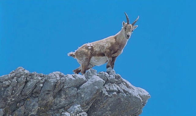 4 Bölümlük   ‘Almanya’nın Büyülü Dağları’,   5 ve 12 Eylül Cumartesi Saat 21.00’de İki Bölüm Art Arda National Geographic WILD Ekranlarında!